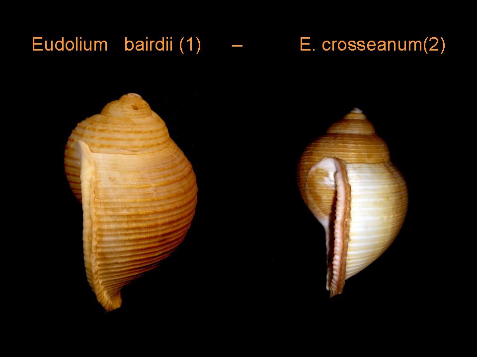 Eudolium bairdi ed Eudolium crosseanum